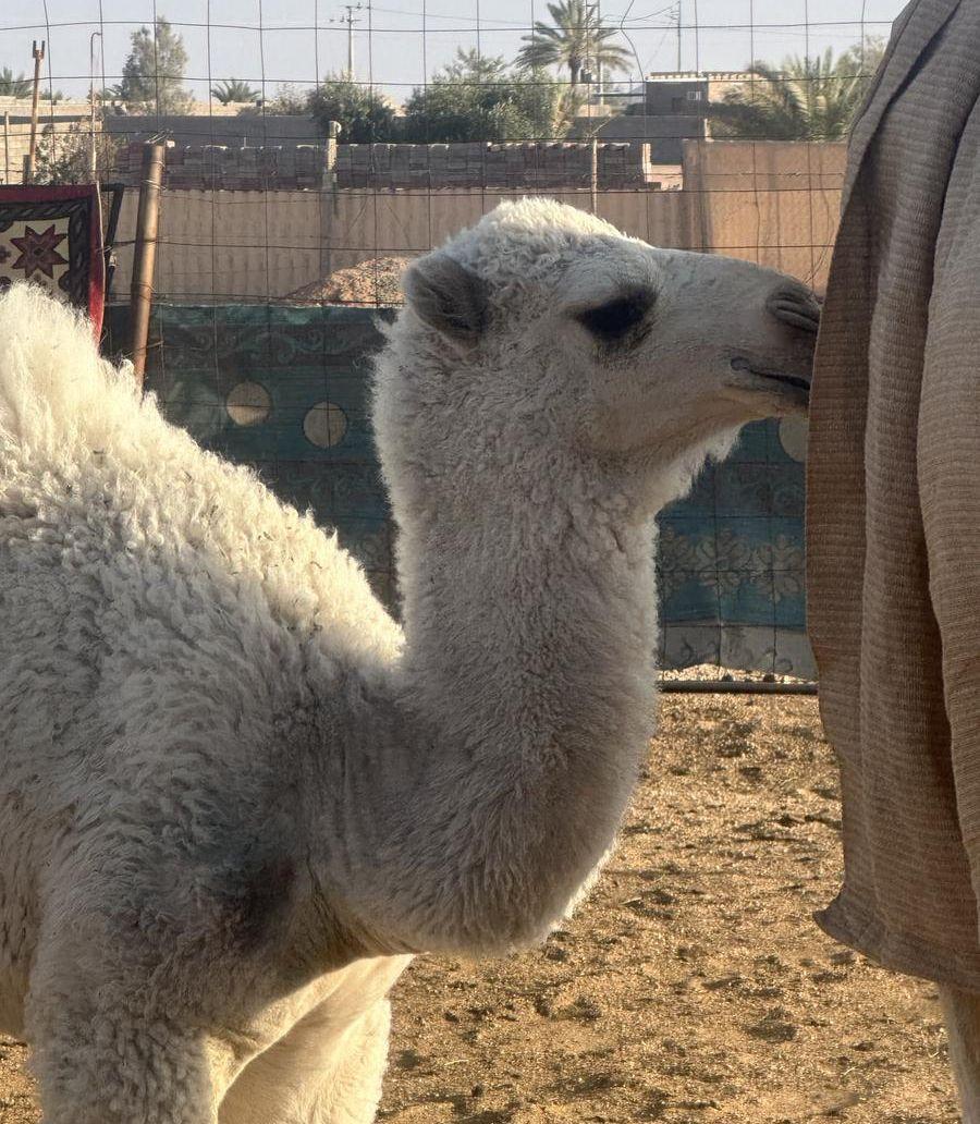الخلفه للبيع