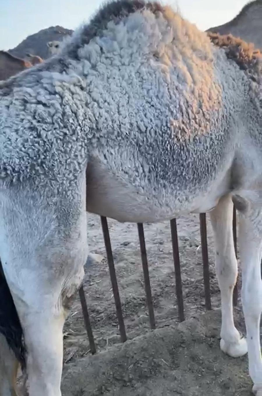 بكره فوق مفروده
