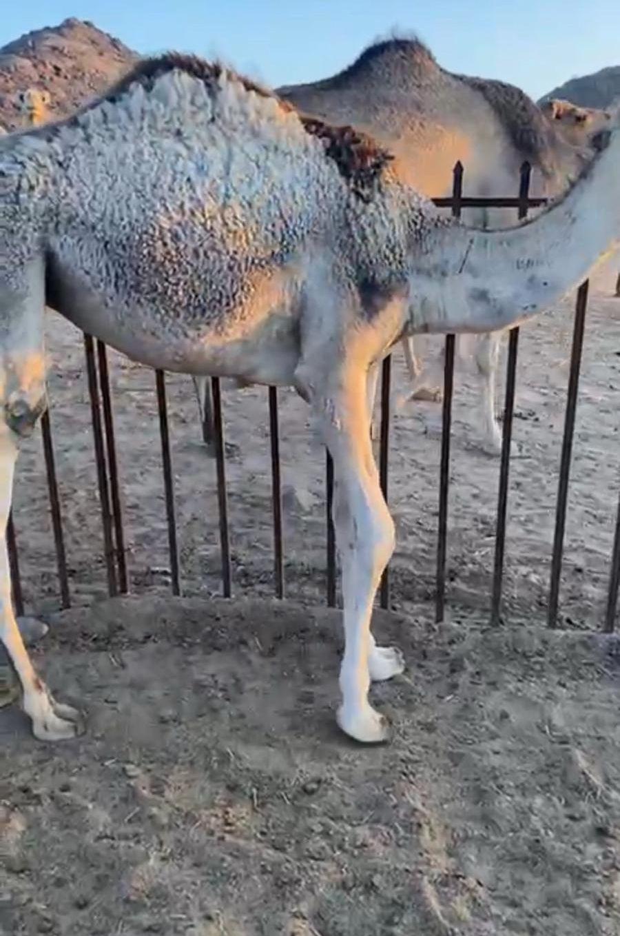 بكره فوق مفروده
