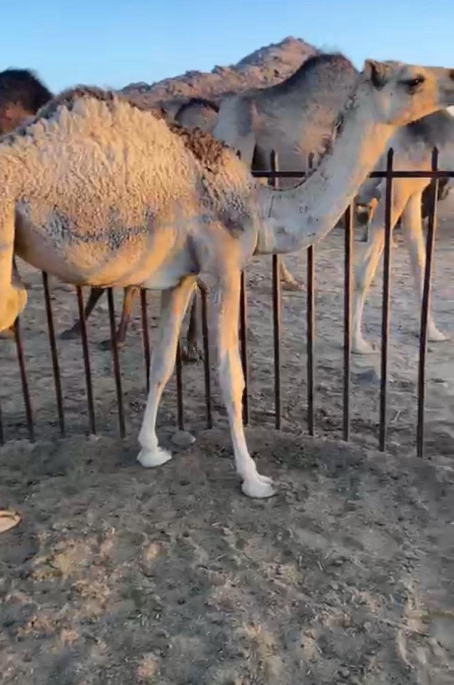بكره فوق مفروده