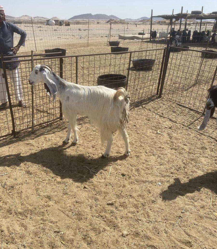 للبيع معزا مواليد