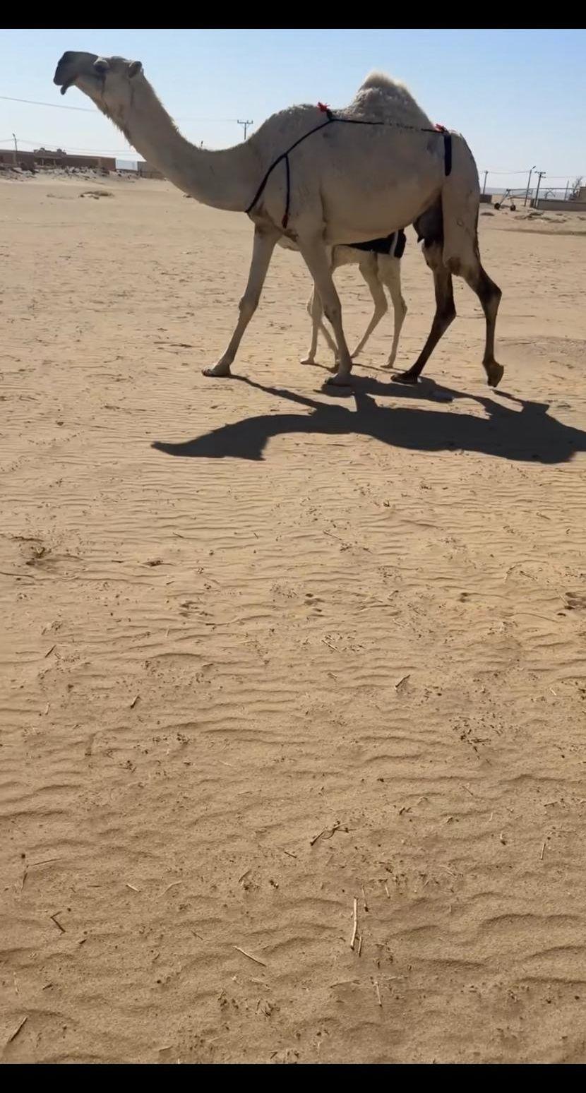 خلفه كفوو