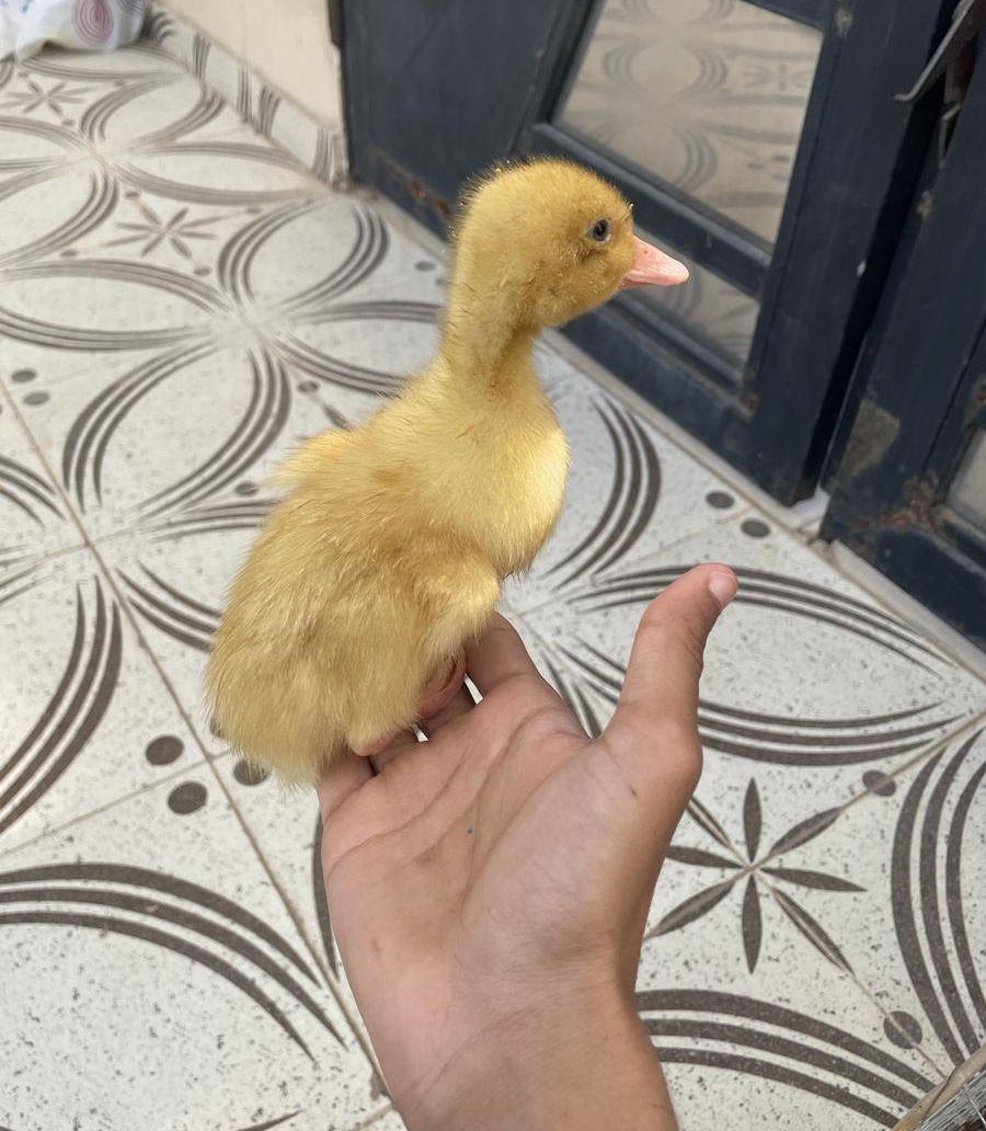 بط بكيني للبيع