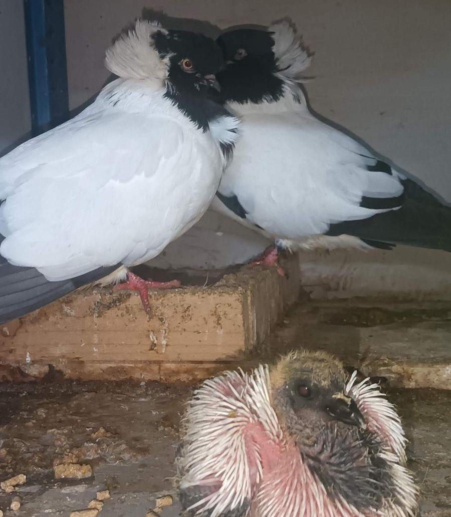 حمامه سوداني