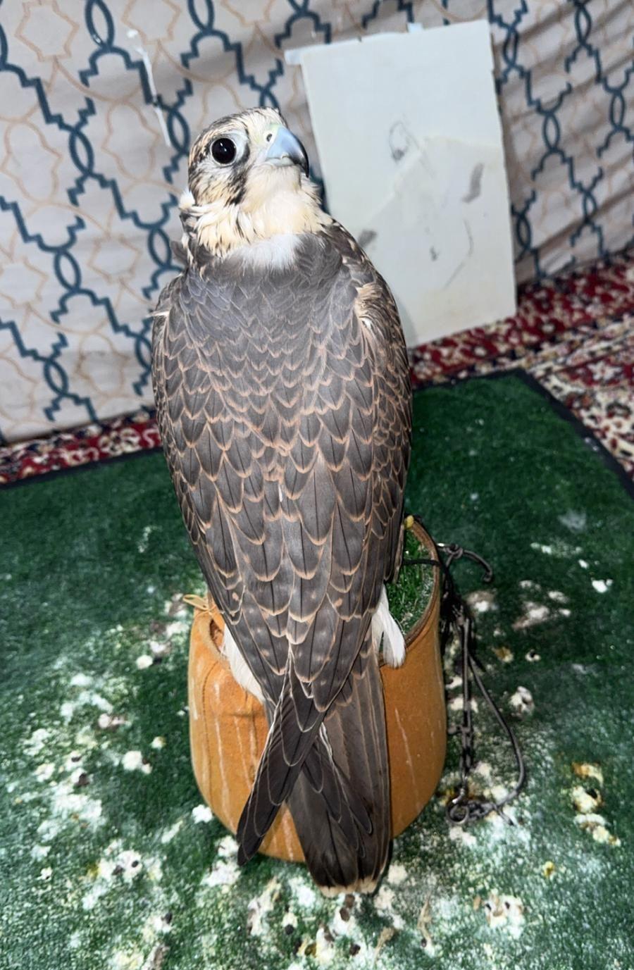 حر إيراني