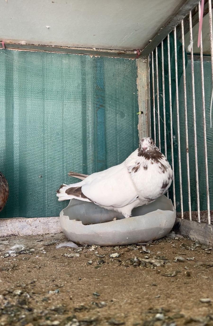 للبيع زوج نفاخ