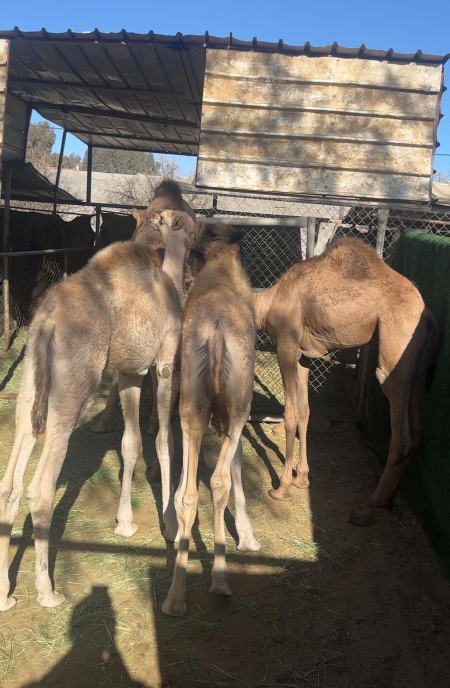 3 حشوان لبانية