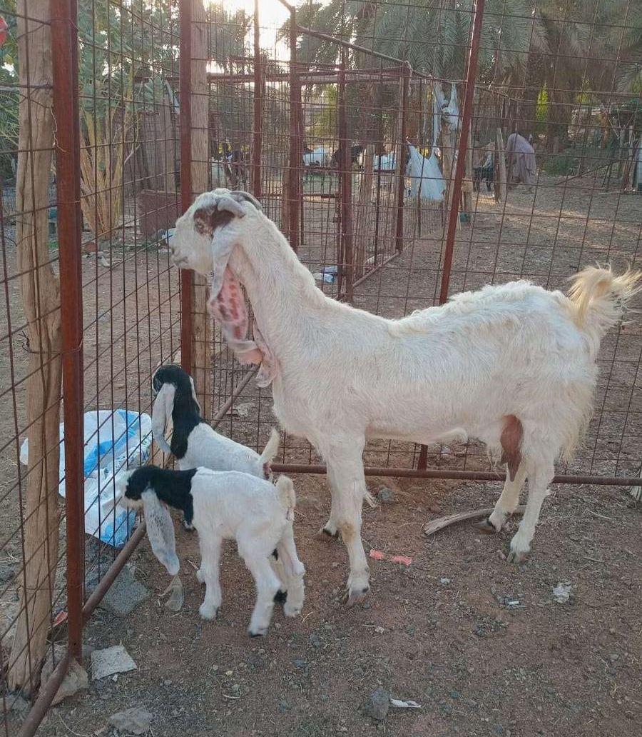 عرض فاخر