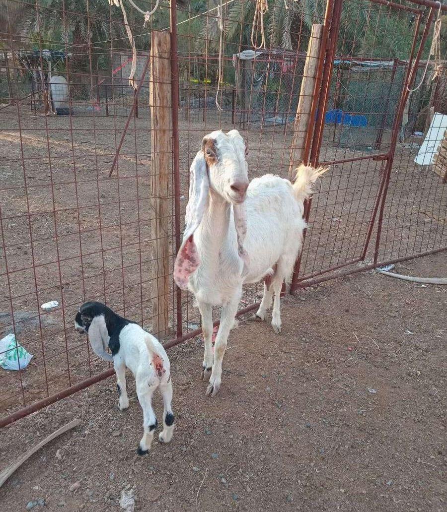 عرض فاخر