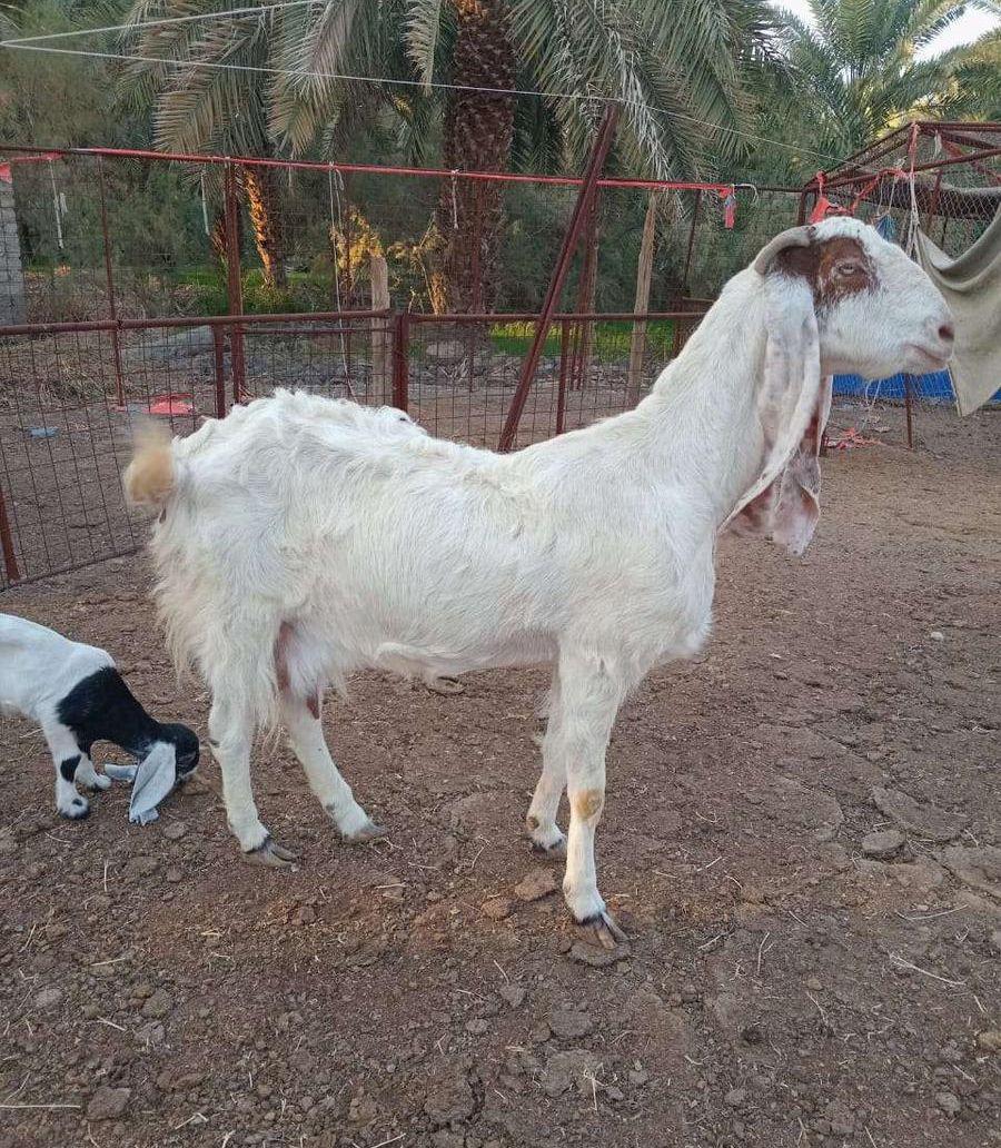 عرض فاخر