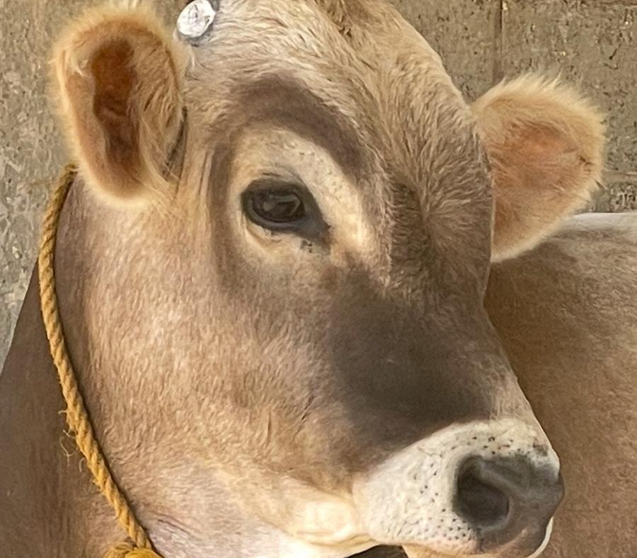 ثور سويسري من