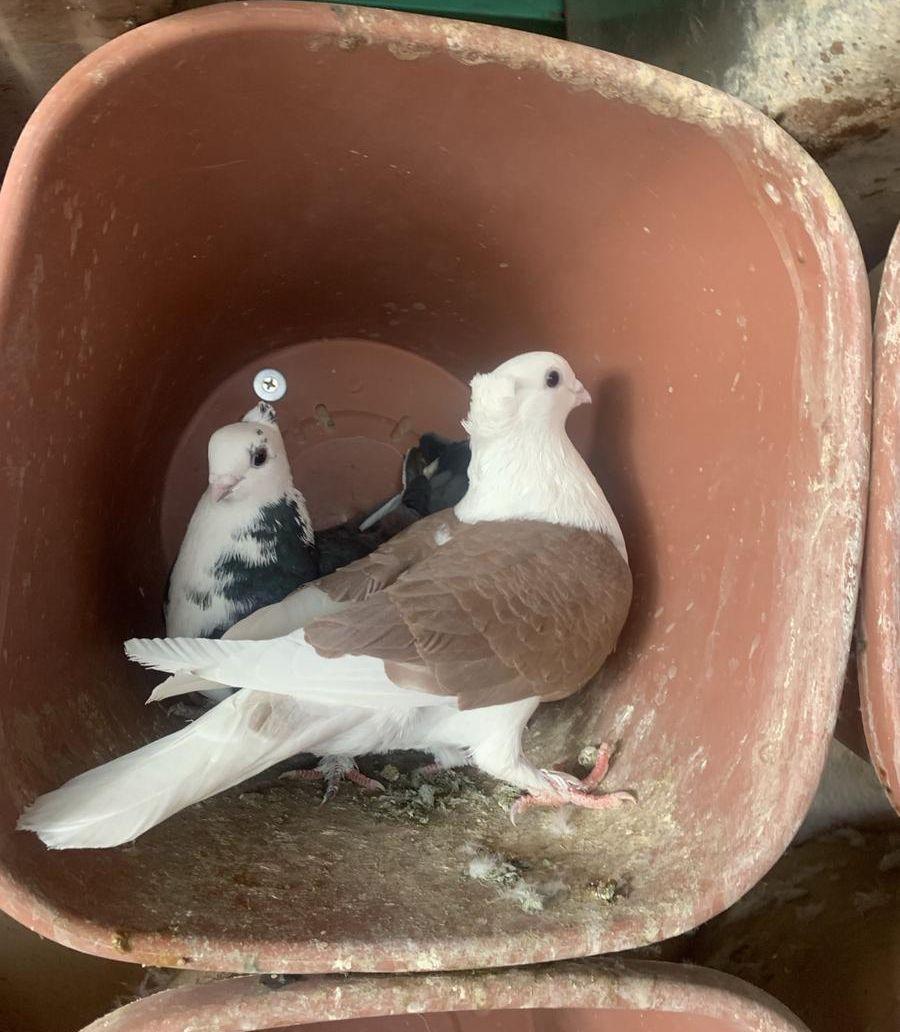 حمام حب الرمان