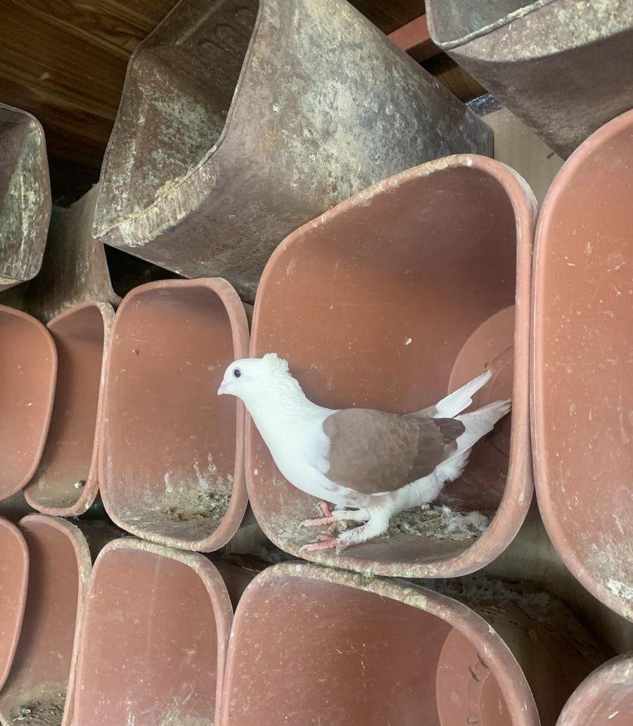 حمام حب الرمان