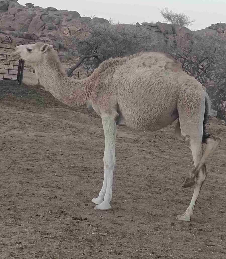 اربع بكار للبيع