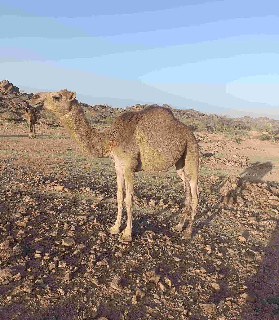 اربع بكار للبيع