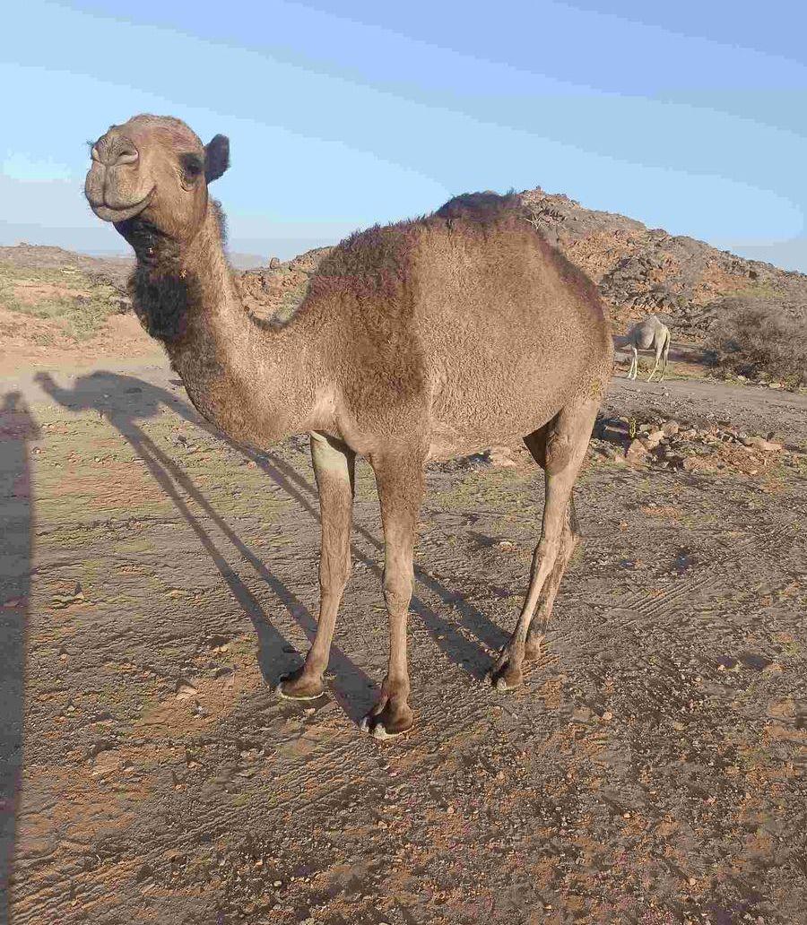 اربع بكار للبيع