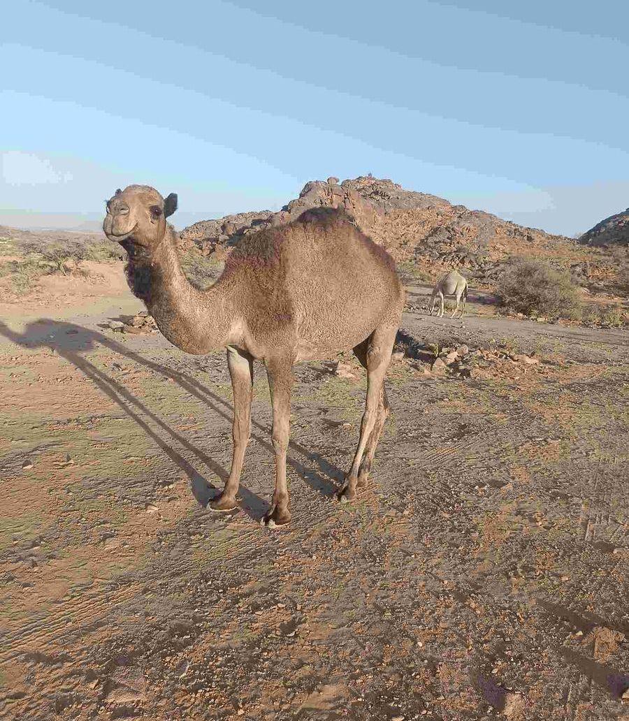 اربع بكار للبيع