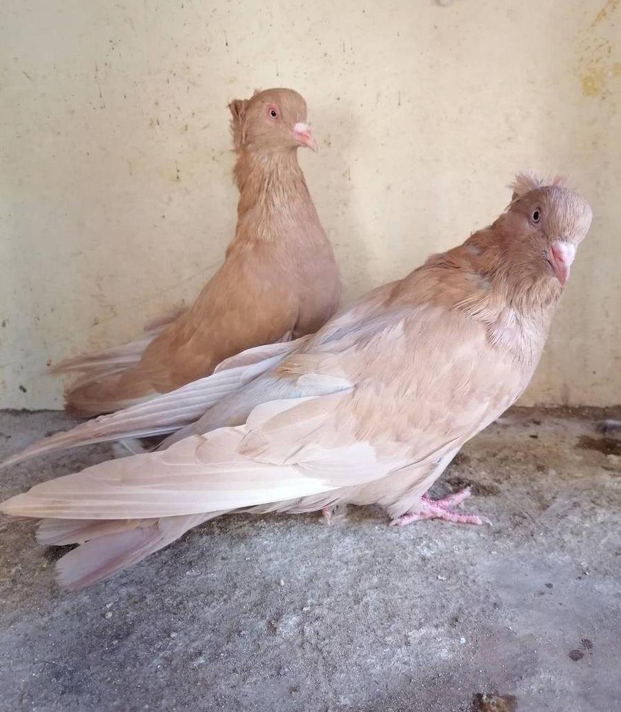 حمام مصري مالطي