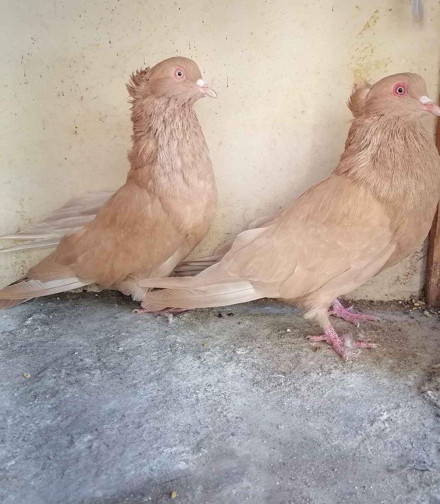 حمام مصري مالطي