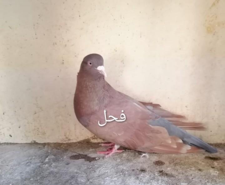 حمام مصري مالطي