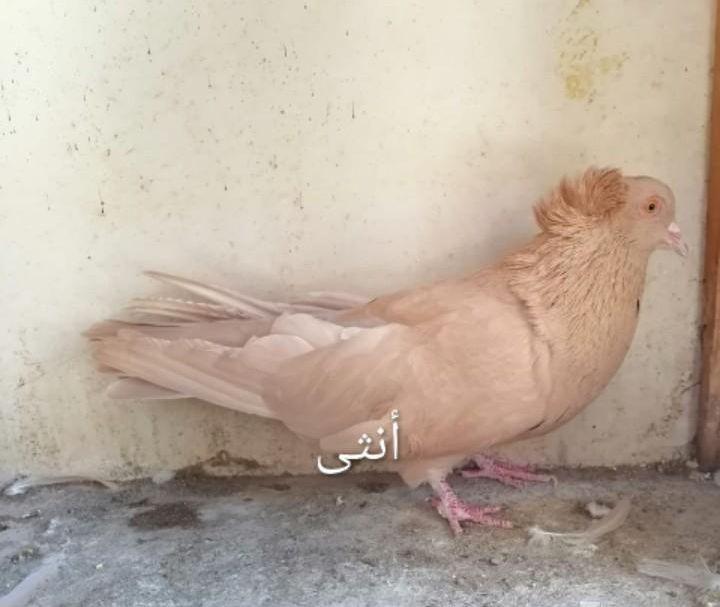 حمام مصري مالطي