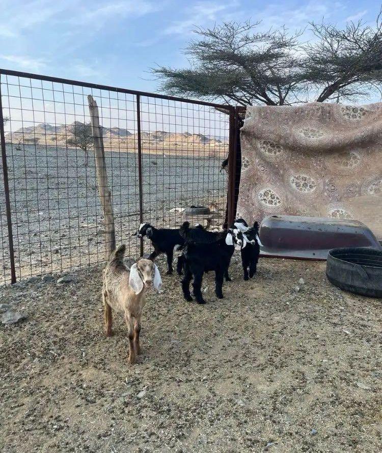 تيوس
