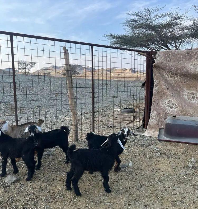 تيوس