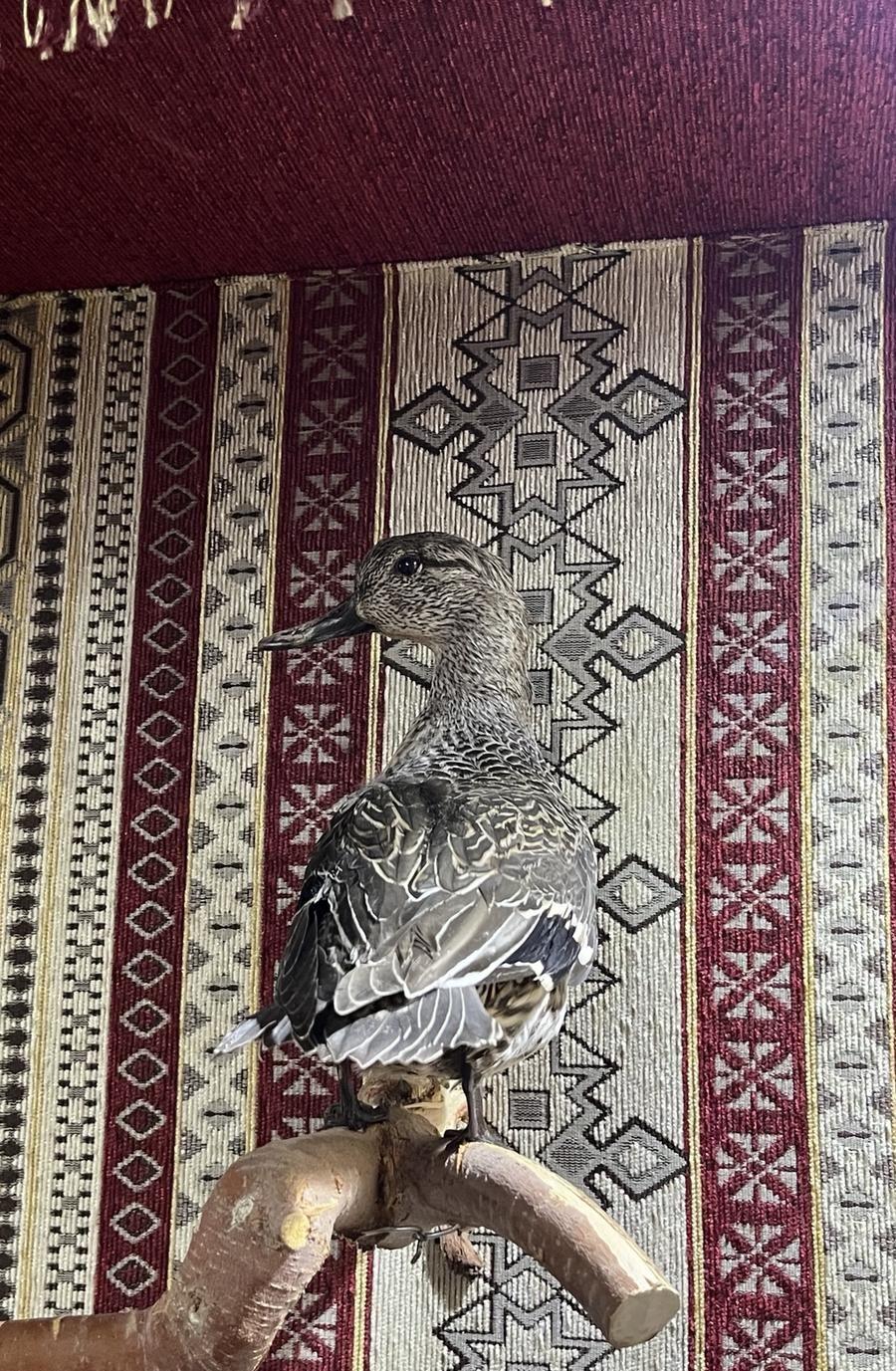للبيع طيور محنطه