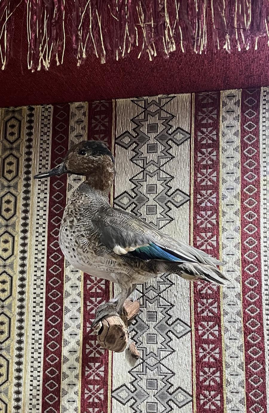 للبيع طيور محنطه