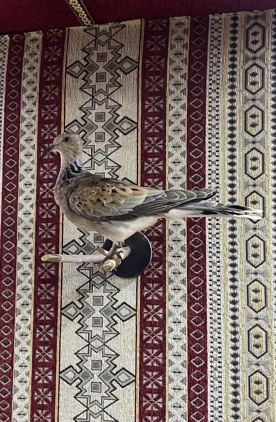 للبيع طيور محنطه