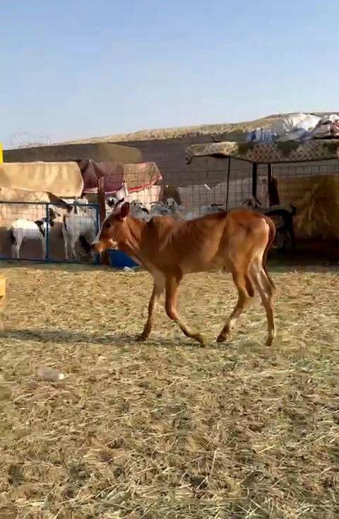حسيل لباني عمره