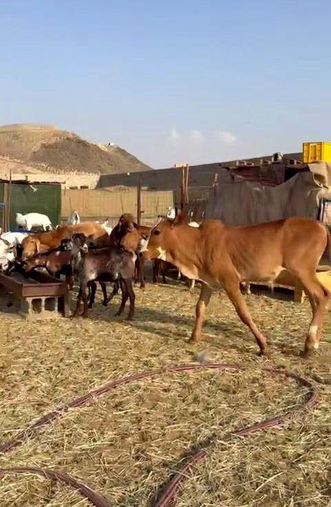 حسيل لباني عمره