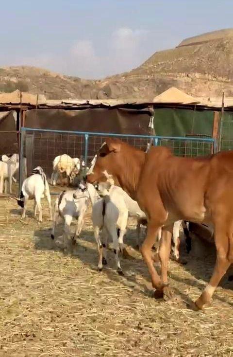 حسيل لباني عمره