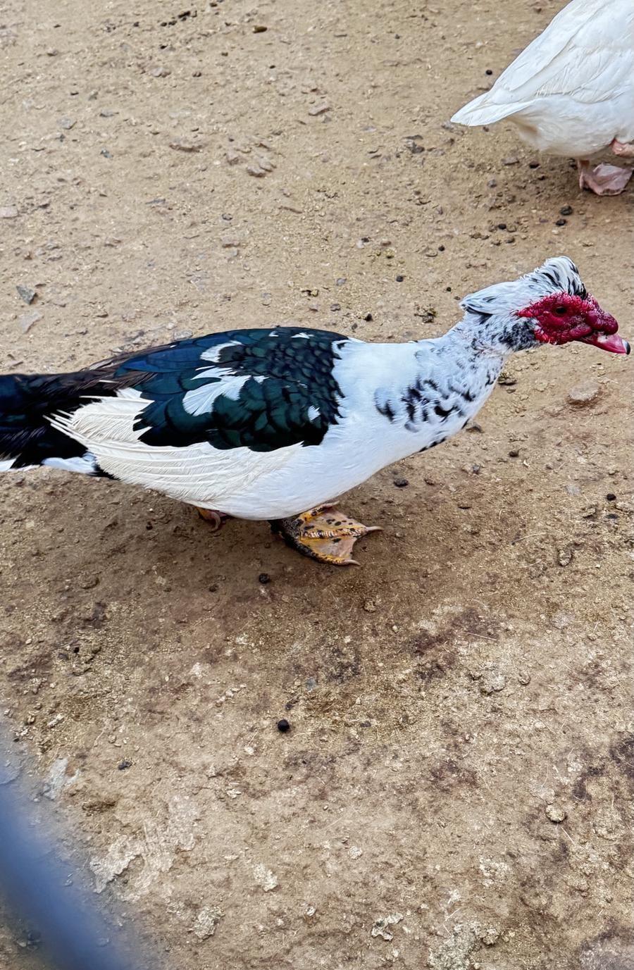 زوجين وز وبط