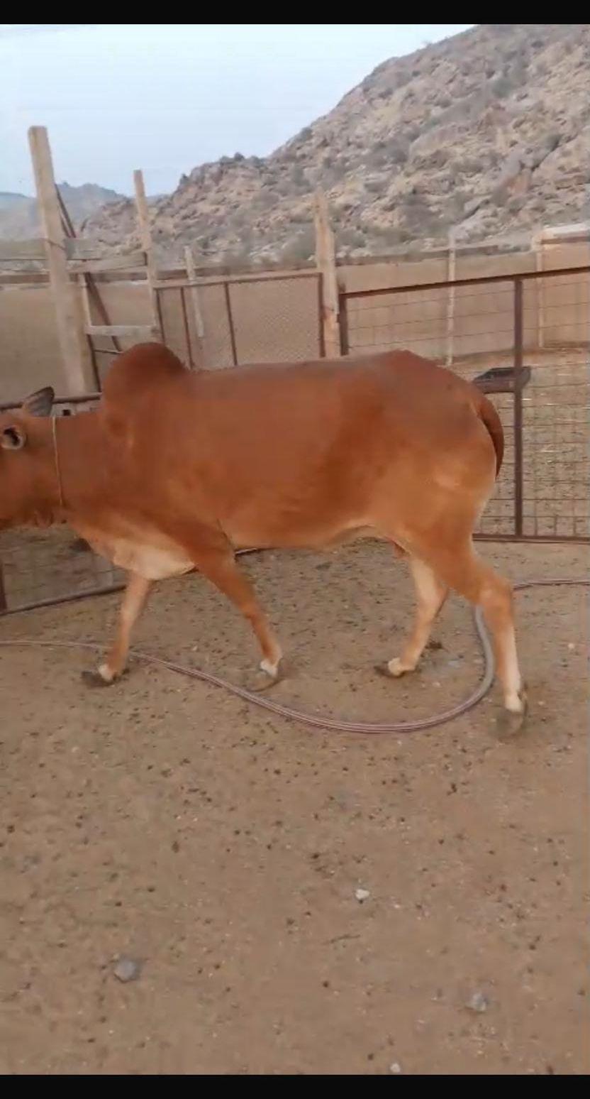 بقره للبيع