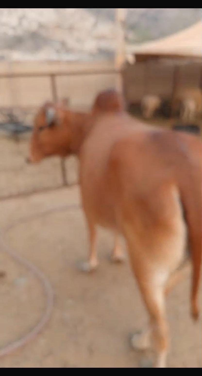 بقره للبيع