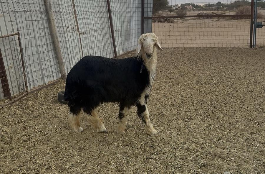 خروف نجدي صنف