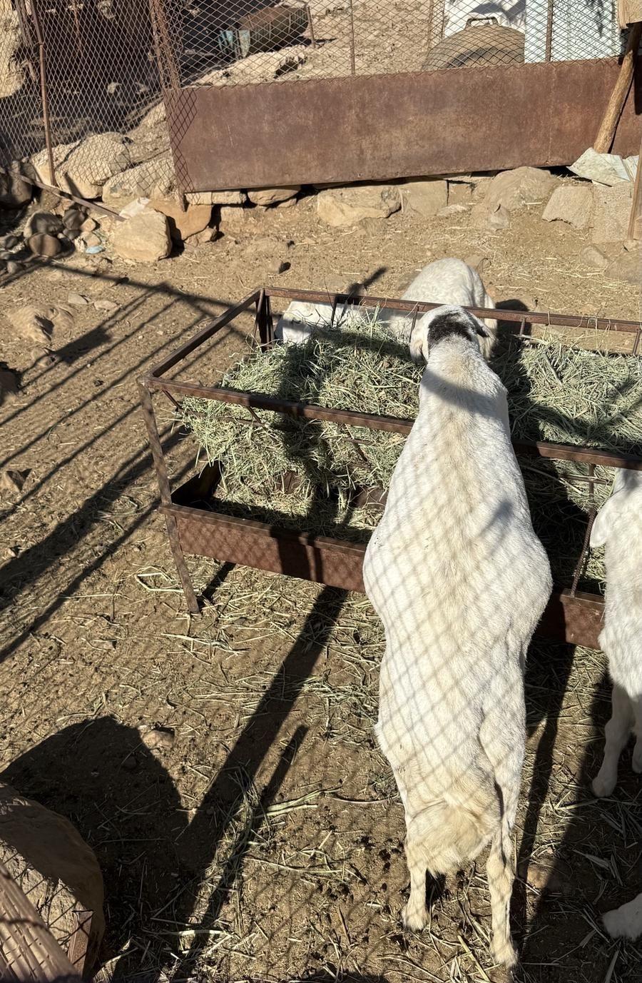 للبيع شاه رباعيه