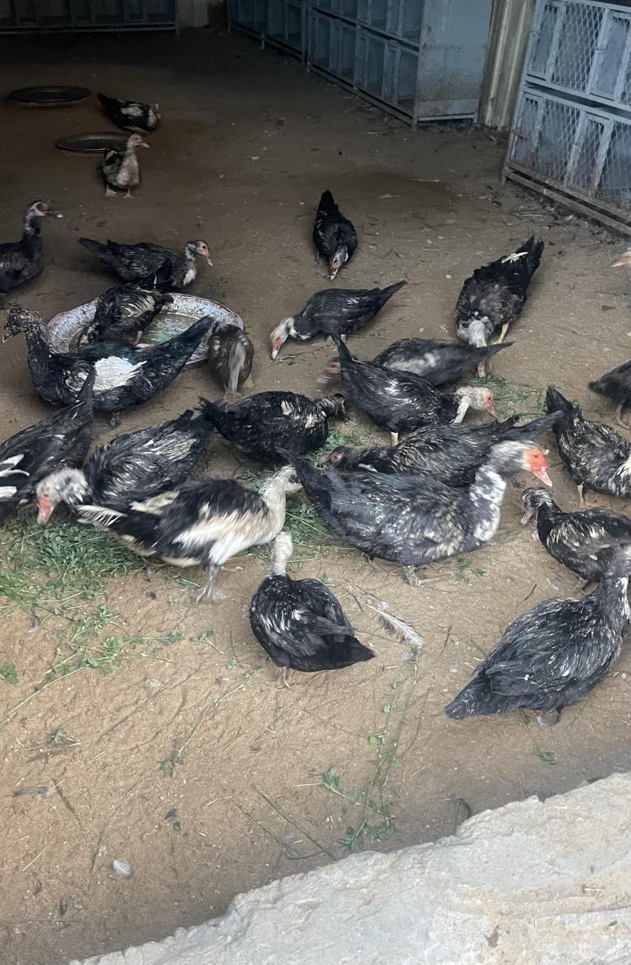 بط سوداني