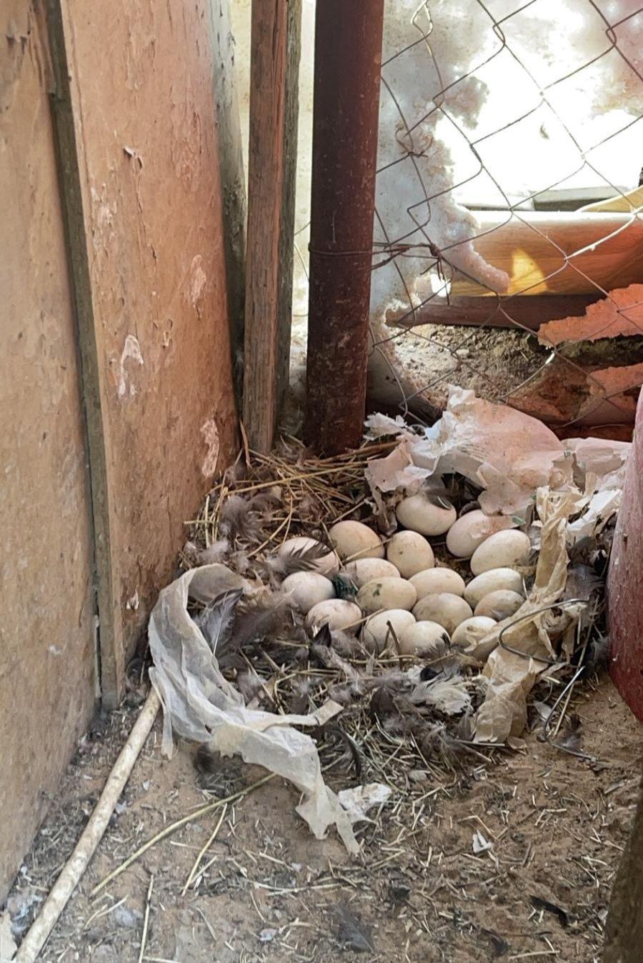 بط سوداني