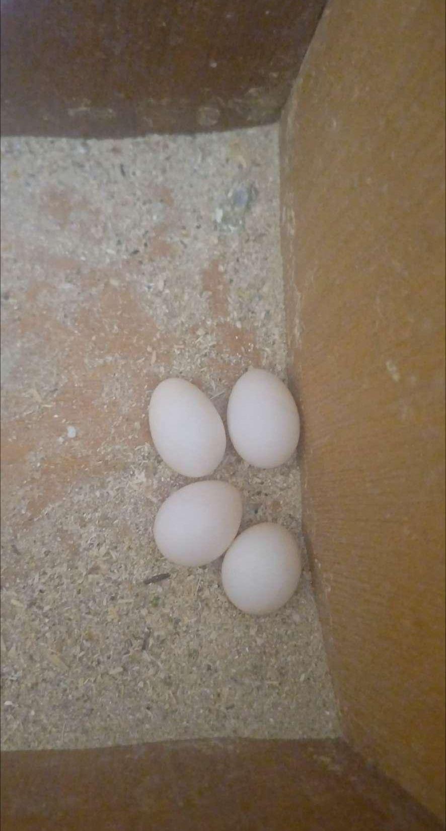 طيور كوكتيل للبيع