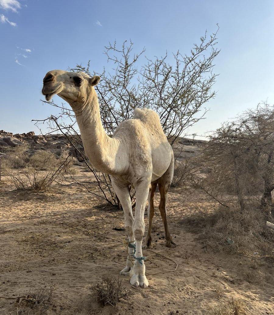 قعود للبيع مشروط