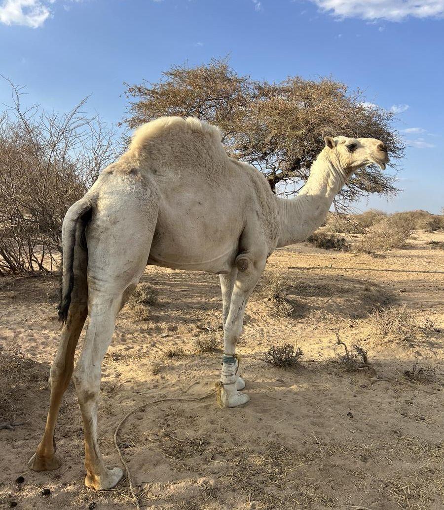 قعود للبيع مشروط