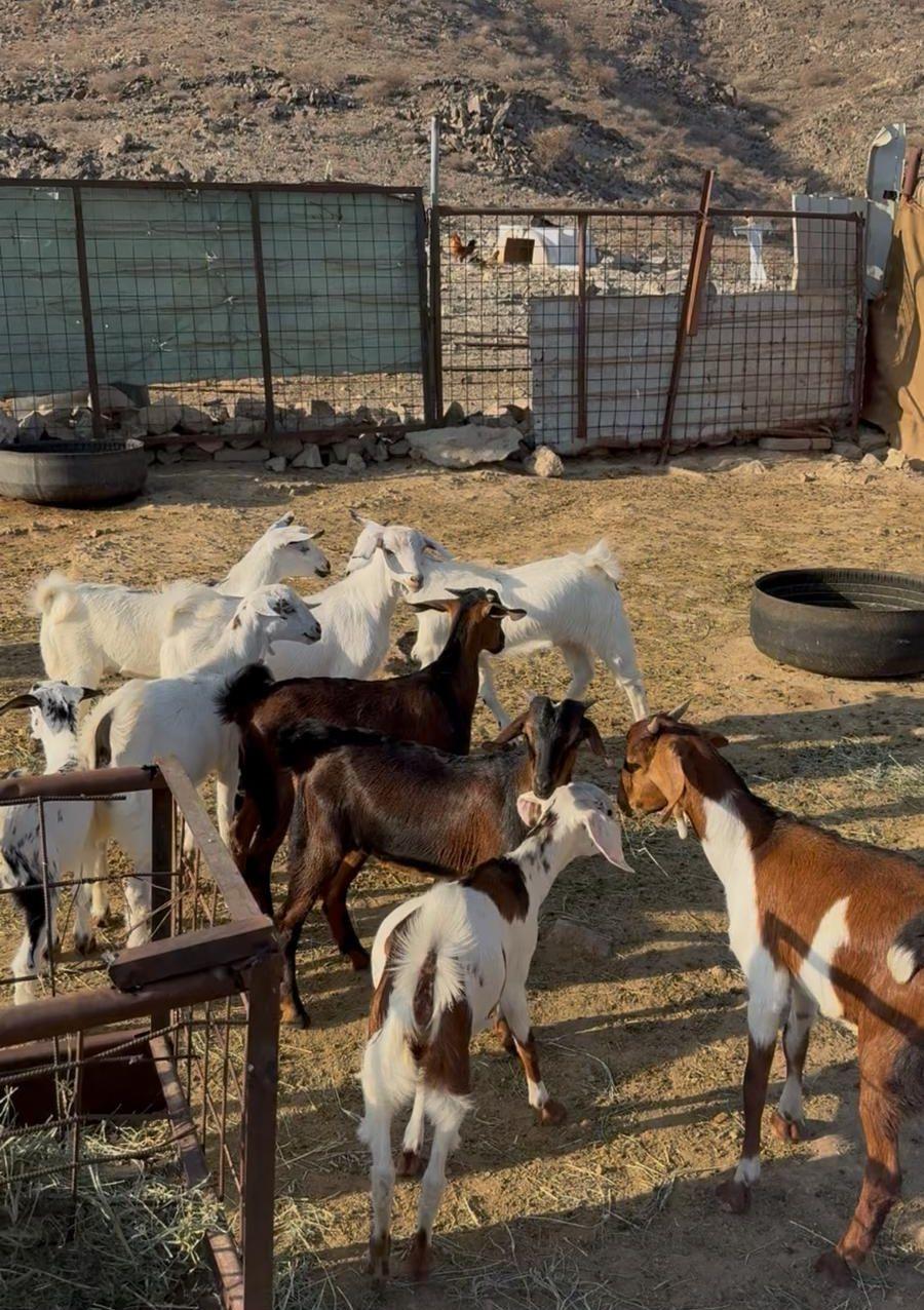 معزاء زينه ومنتجه