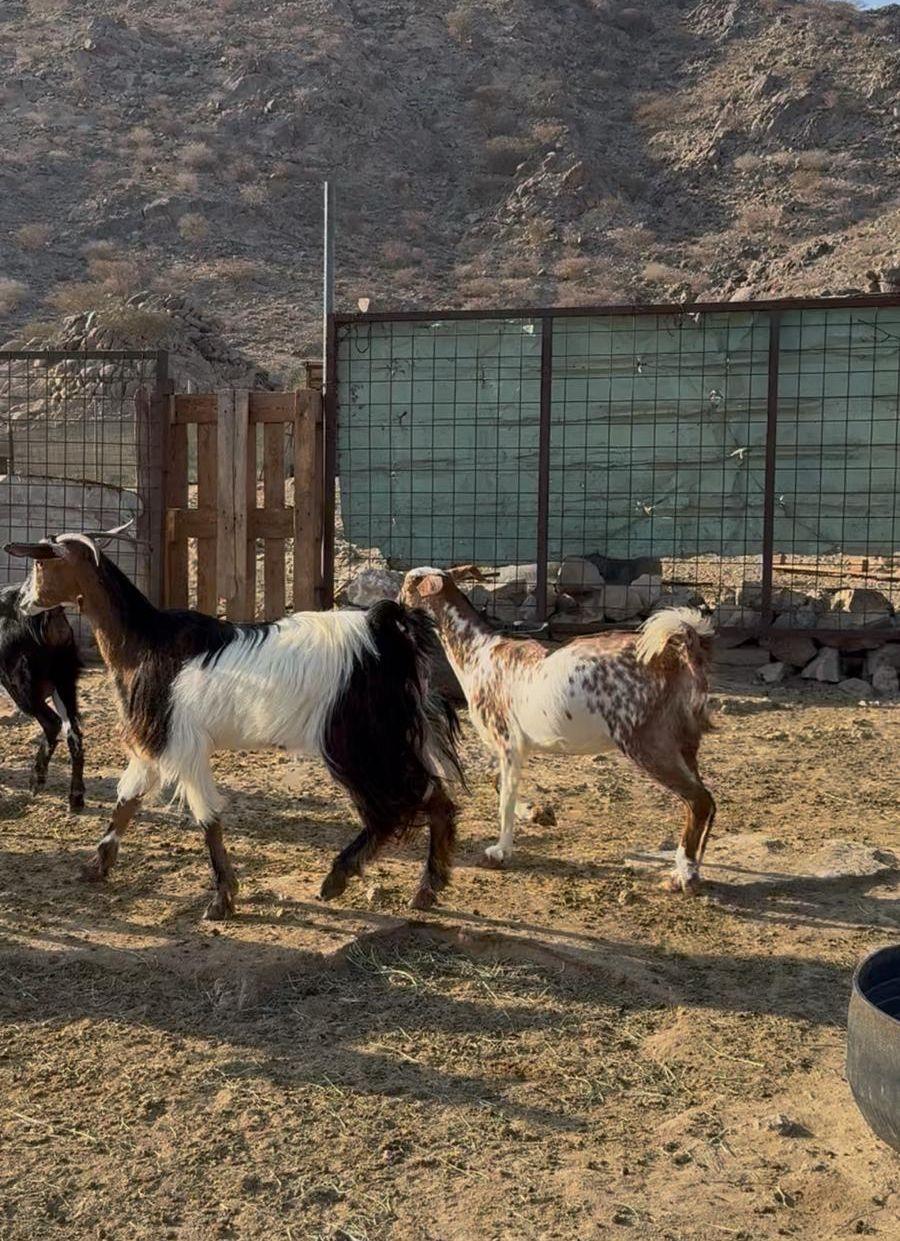 معزاء زينه ومنتجه
