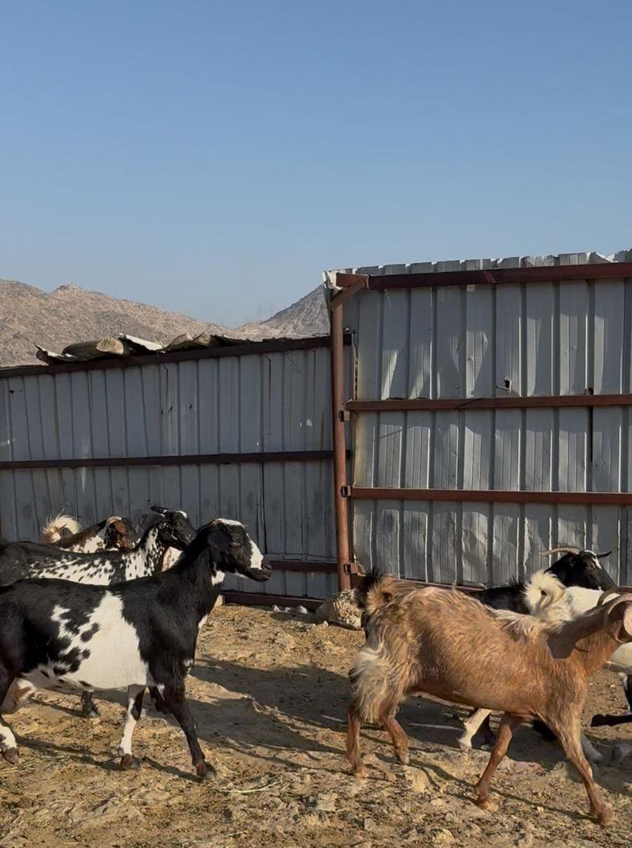 معزاء زينه ومنتجه