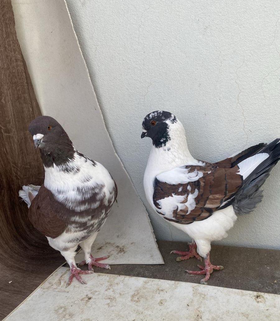 عرض أزواج زينة