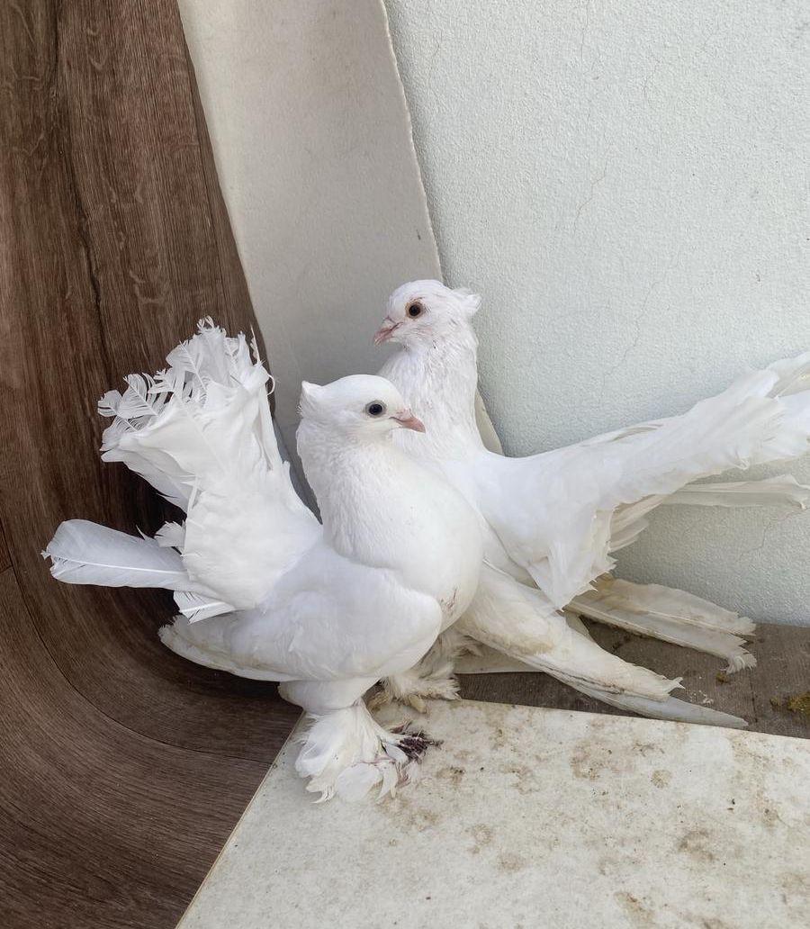 عرض أزواج زينة