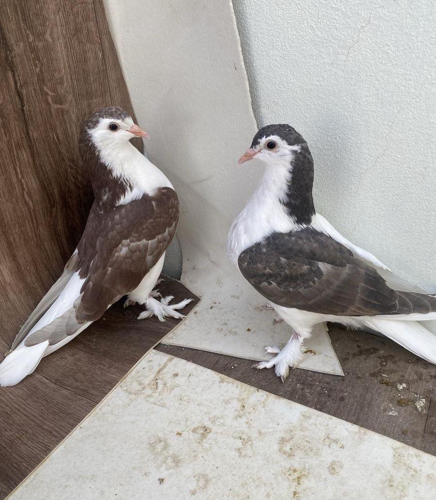 عرض أزواج زينة