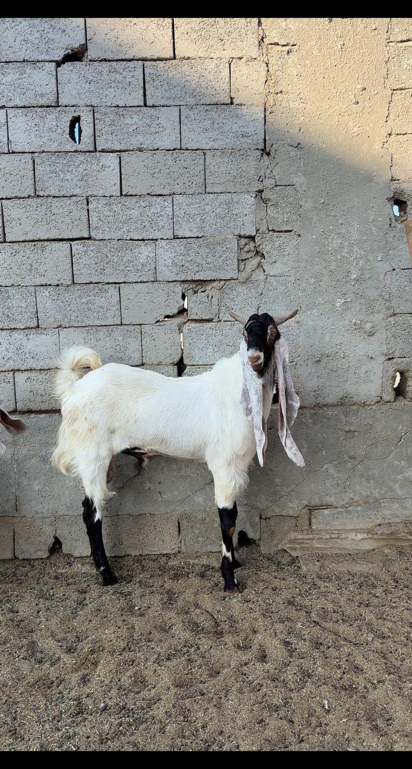 تيس هولندي مشروط